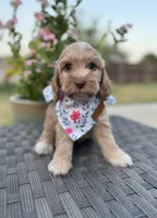 Liberty, a female Cockapoo and Poodle - Miniature  for sale in Royse City, TX – 6 of 7