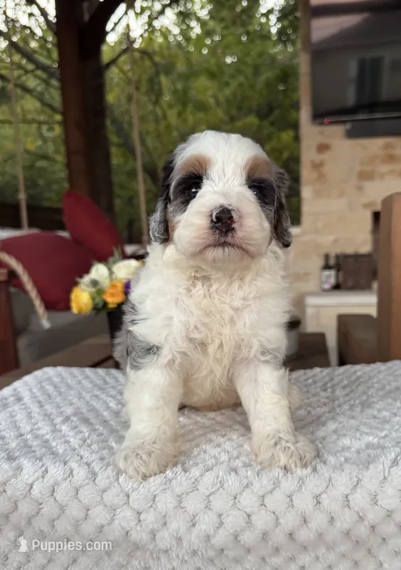 Whale – Bernedoodle puppy for sale in Royse City, TX