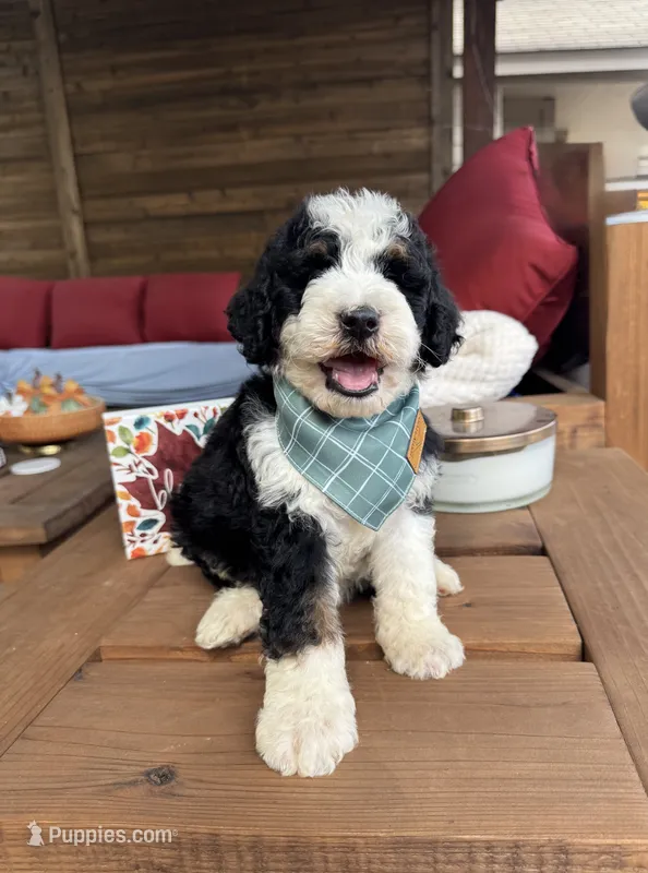 Jellyfish – Bernedoodle puppy for sale in Royse City, TX