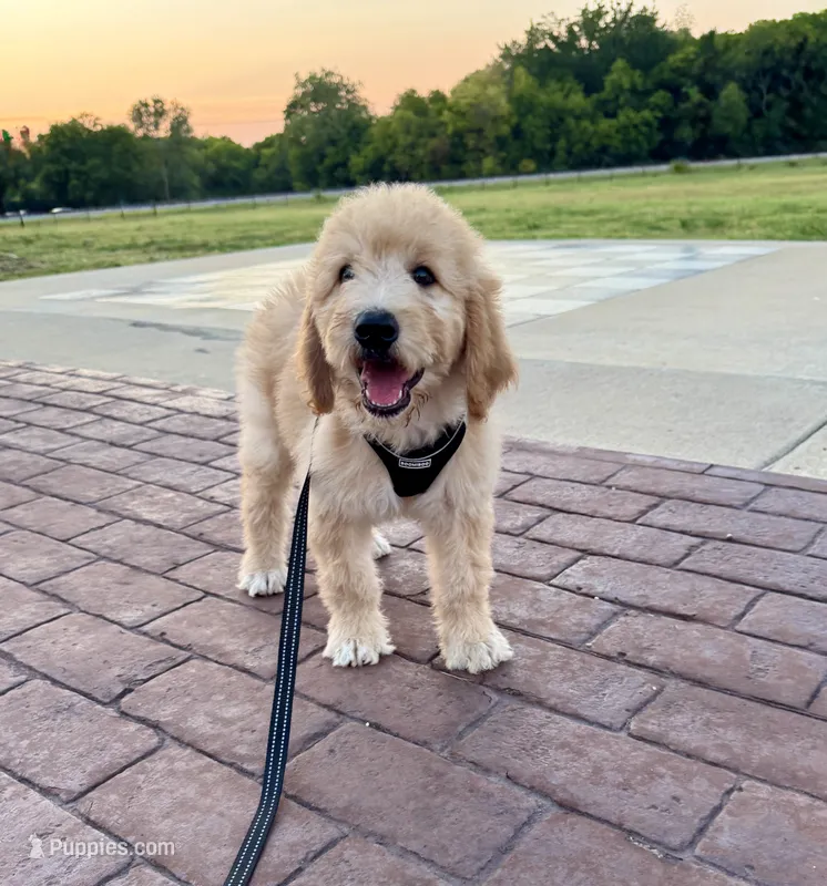Citrus F1 goldendoodle – Goldendoodle puppy for sale in Fate, TX