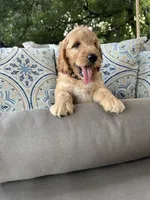 Lemon F1 Goldendoodle, a male Goldendoodle for sale in Fate, TX – 6 of 7