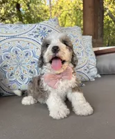 Vanilla, a female Bernedoodle for sale in Royse City, TX – 1 of 10