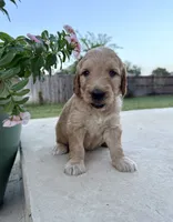 Lemon, a male Goldendoodle for sale in Fate, TX – 2 of 6