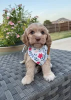 Liberty, a female Cockapoo and Poodle - Miniature  for sale in Royse City, TX – 4 of 7