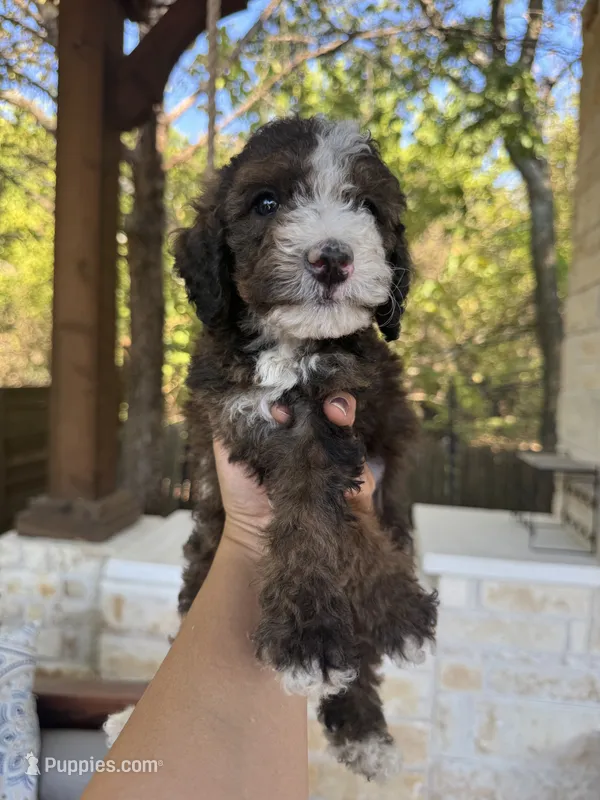 Fudge – Bernedoodle puppy for sale in Royse City, TX