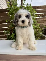 Merideth, a female Bernedoodle for sale in Royse City, TX – 2 of 10