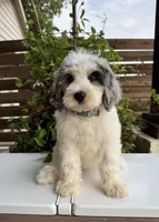 Merideth, a female Bernedoodle for sale in Royse City, TX – 5 of 10