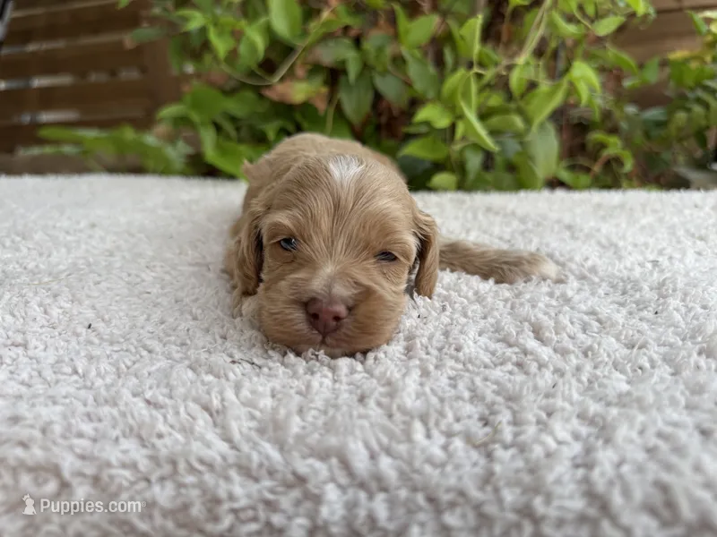 Rocky – Cockapoo puppy for sale in Fate, TX