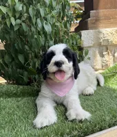 Star, a female Bernedoodle for sale in Fate, TX – 3 of 5