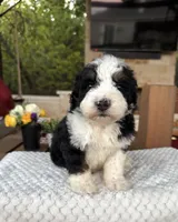 Jellyfish, a male Bernedoodle for sale in Royse City, TX – 3 of 7