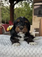 Shark, a male Bernedoodle for sale in Royse City, TX – 2 of 4