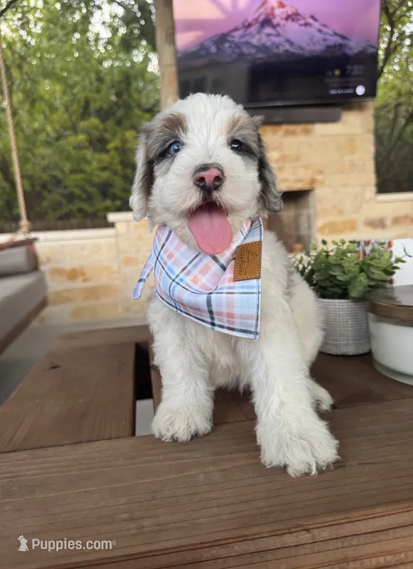Bailey – Bernedoodle puppy for sale in Royse City, TX