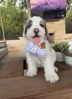 Bailey, a female Bernedoodle for sale in Royse City, TX – 1 of 1