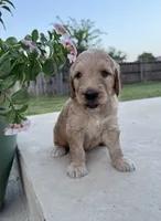 Lemon, a male Goldendoodle for sale in Fate, TX – 4 of 6