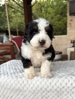 Jellyfish, a male Bernedoodle for sale in Royse City, TX – 2 of 7