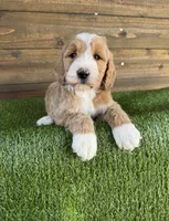 processed/f8d1250d-65ff-4616-a153-b33eea26e988/listing/da167f84-491c-4843-ba99-317984c5f2c4/0503e9dc-e28e-430a-b94b-37838d6e647f