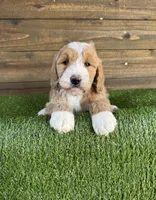 processed/f8d1250d-65ff-4616-a153-b33eea26e988/listing/da167f84-491c-4843-ba99-317984c5f2c4/05648399-25bd-4d45-a601-4c450e1d9da7