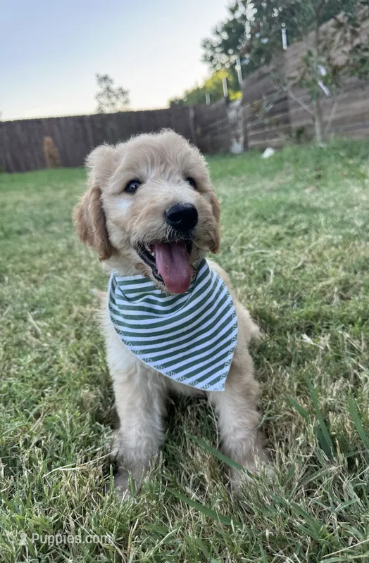 Citrus F1 goldendoodle – Goldendoodle puppy for sale in Fate, TX