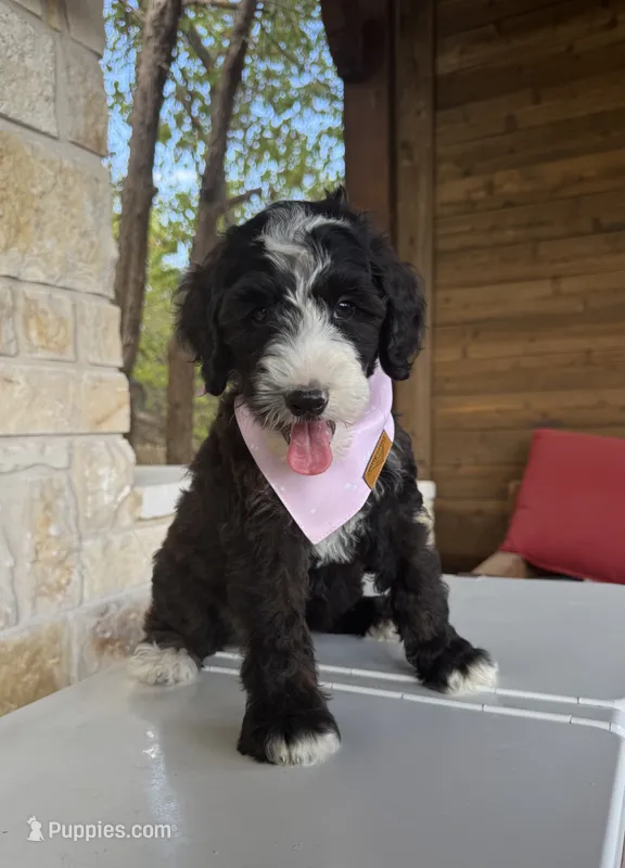 Cookies n Cream – Bernedoodle puppy for sale in Royse City, TX