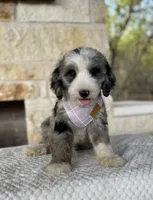 Sundae, a female Bernedoodle for sale in Royse City, TX – 3 of 5