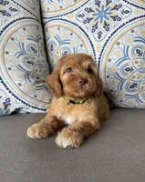 Coffee, a male Cockapoo for sale in Fate, TX – 3 of 6