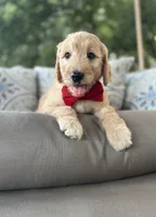 Citrus F1 goldendoodle, a male Goldendoodle for sale in Fate, TX – 2 of 6