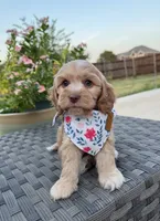 Liberty, a female Cockapoo and Poodle - Miniature  for sale in Royse City, TX – 5 of 7