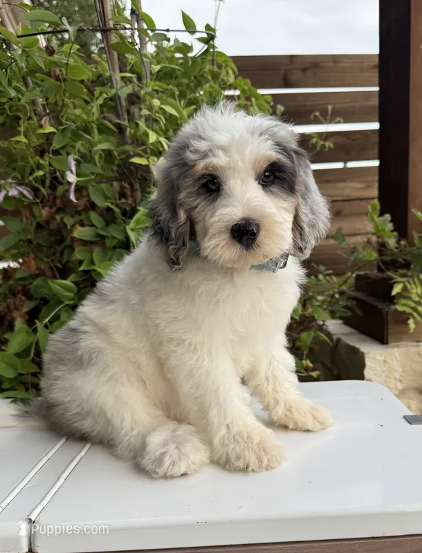 Merideth – Bernedoodle puppy for sale in Royse City, TX