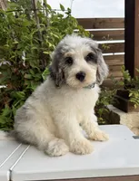 Merideth, a female Bernedoodle for sale in Royse City, TX – 1 of 10