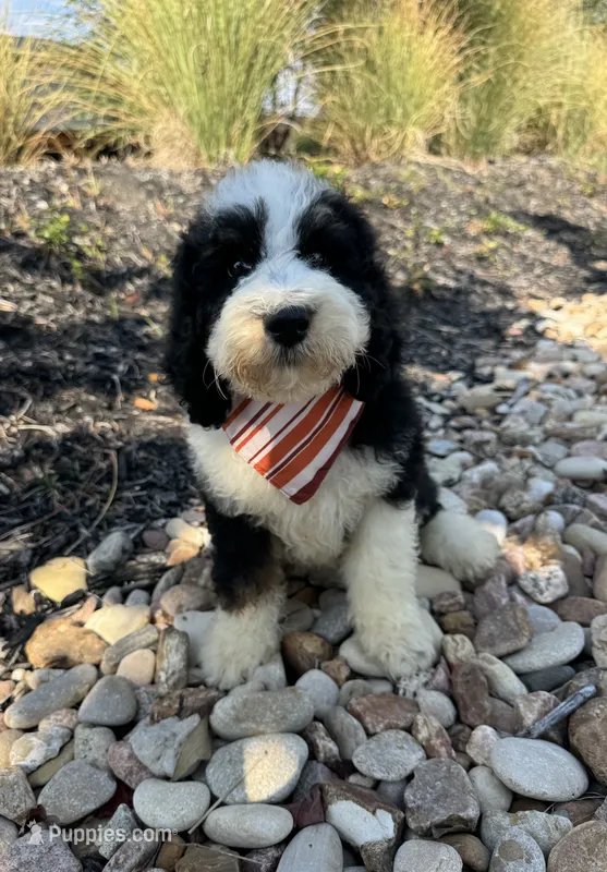 Jellyfish – Bernedoodle puppy for sale in Royse City, TX