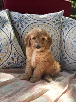 Cranberry, a  Goldendoodle for sale in Fate, TX – 4 of 5
