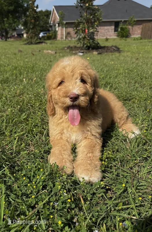 Sunny – Bernedoodle puppy for sale in Fate, TX