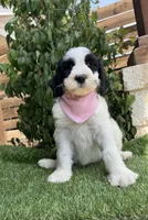 Star, a female Bernedoodle for sale in Fate, TX – 2 of 5