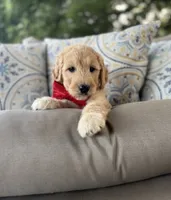 Citrus F1 goldendoodle, a male Goldendoodle for sale in Fate, TX – 3 of 6