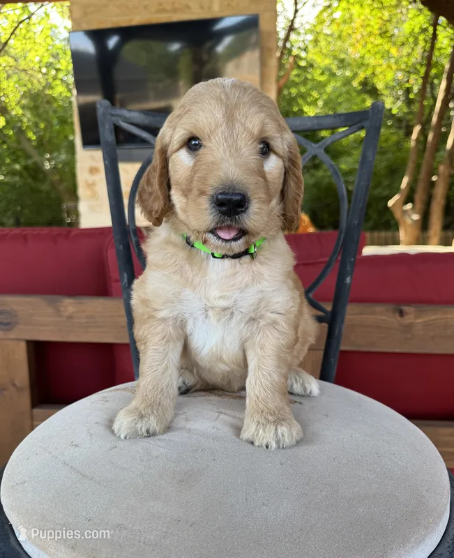 Lemon – Goldendoodle puppy for sale in Fate, TX