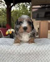 Seahorse, a male Bernedoodle for sale in Royse City, TX – 2 of 6