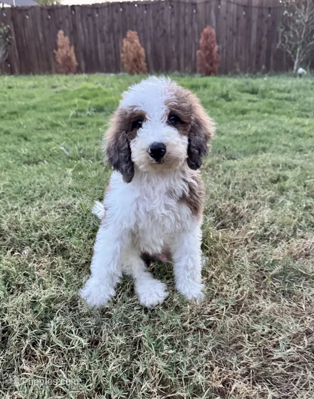 Gelato – Bernedoodle puppy for sale in Royse City, TX