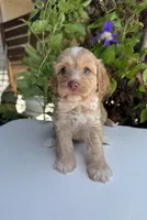 Liberty, a female Cockapoo for sale in Royse City, TX – 2 of 7