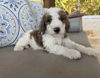 Gelato, a male Bernedoodle for sale in Royse City, TX – 1 of 4