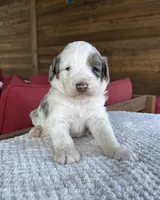 Oak, a male Bernedoodle for sale in Royse City, TX – 3 of 5
