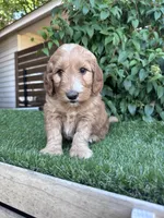 Raspberry, a male Goldendoodle for sale in Fate, TX – 2 of 3