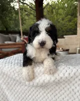 Jellyfish, a male Bernedoodle for sale in Royse City, TX – 4 of 7