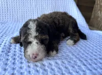 Fudge, a male Bernedoodle for sale in Fate, TX – 2 of 3