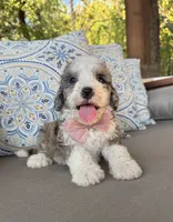 Vanilla, a female Bernedoodle for sale in Royse City, TX – 10 of 10