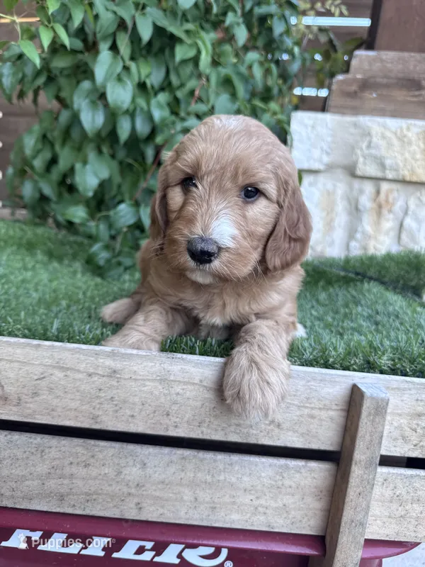 Raspberry – Goldendoodle puppy for sale in Fate, TX