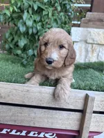 Raspberry, a male Goldendoodle for sale in Fate, TX – 1 of 3