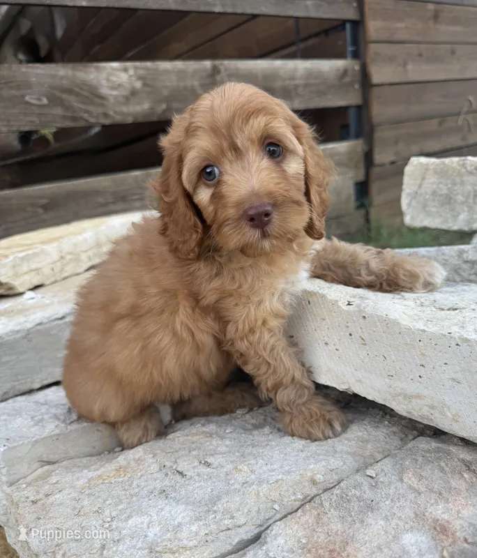 Coffee – Cockapoo puppy for sale in Fate, TX