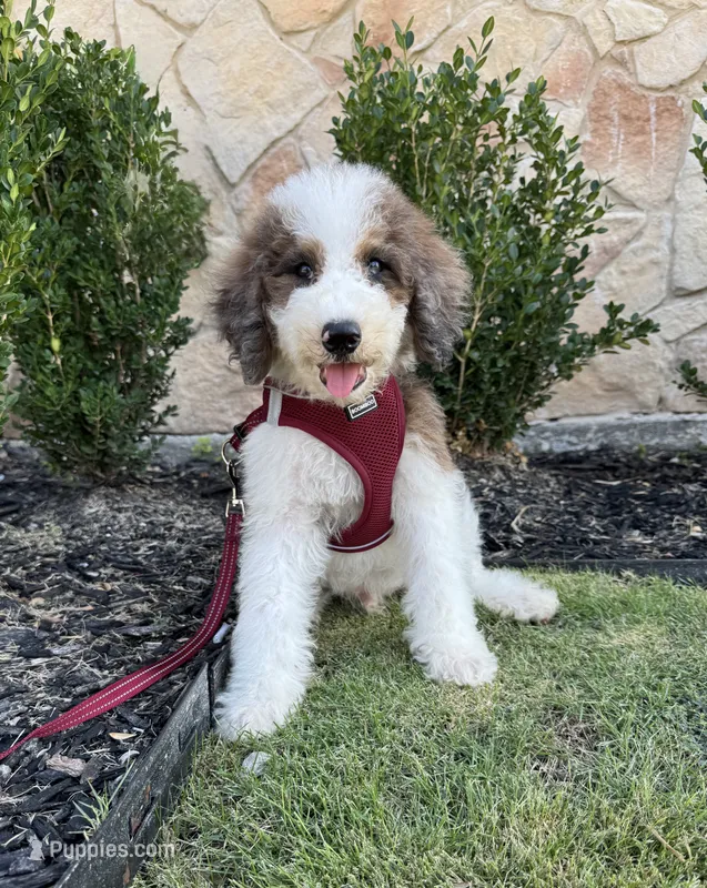 Gelato – Bernedoodle puppy for sale in Royse City, TX