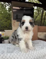 Whale, a male Bernedoodle for sale in Royse City, TX – 3 of 7