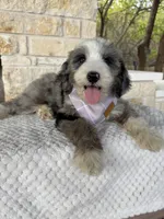 Sundae, a female Bernedoodle for sale in Royse City, TX – 4 of 5